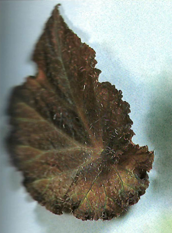 B. ‘Indian Sun Mask’
